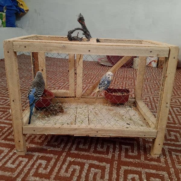 Pair of budgies parrot with cage for sale 7