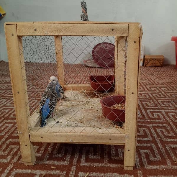 Pair of budgies parrot with cage for sale 8