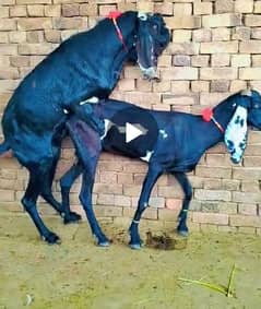 BLACK AMRATSARI BEETAL FEMALE & BLACK MAKHI CHEENI FEMALE KID FOR SALE