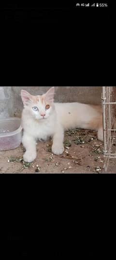 Male Cat For Sale