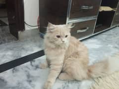 Cat Persian