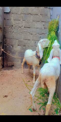 Sheep pure larkana