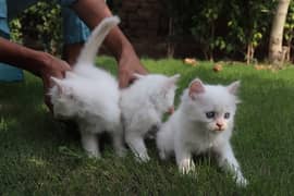 triple coated fluffy 3 male kittens available  (age 47 days)