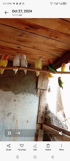 love bird breeder prayer