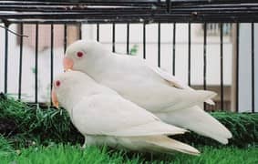 ALBINO REDEYES BREEDER PAIR