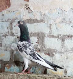 Royal Teddy (kabutar pigeon)