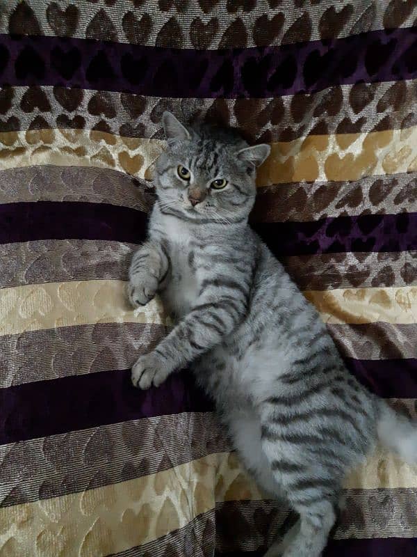 Healthy and adorable cat for sale 1