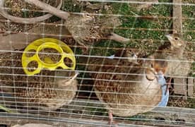 Two months old 4 home bread teetars chicks