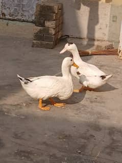 Ducks