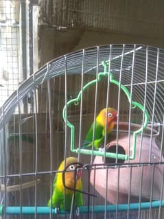 Fisher Love Birds with cage