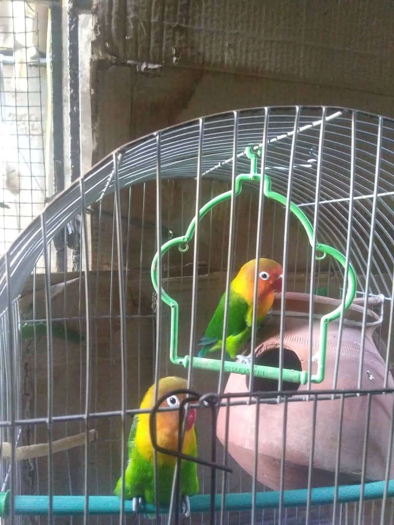 Fisher Love Birds with cage 0