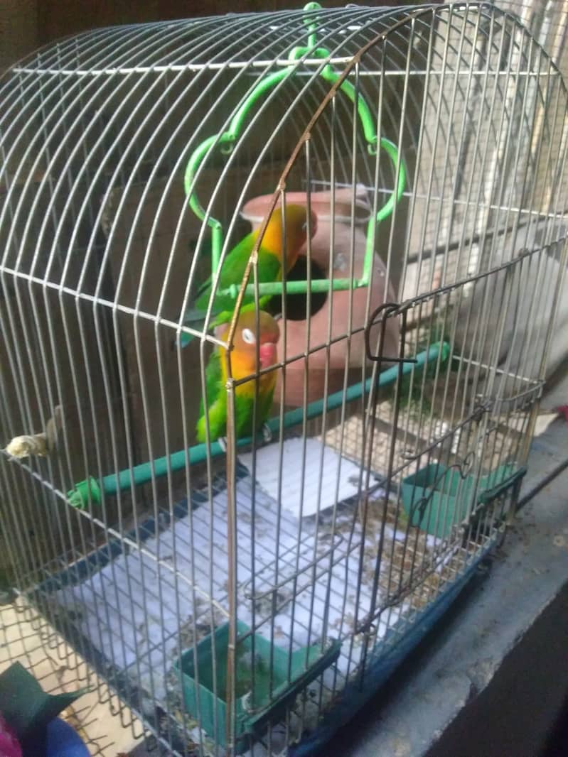 Fisher Love Birds with cage 1