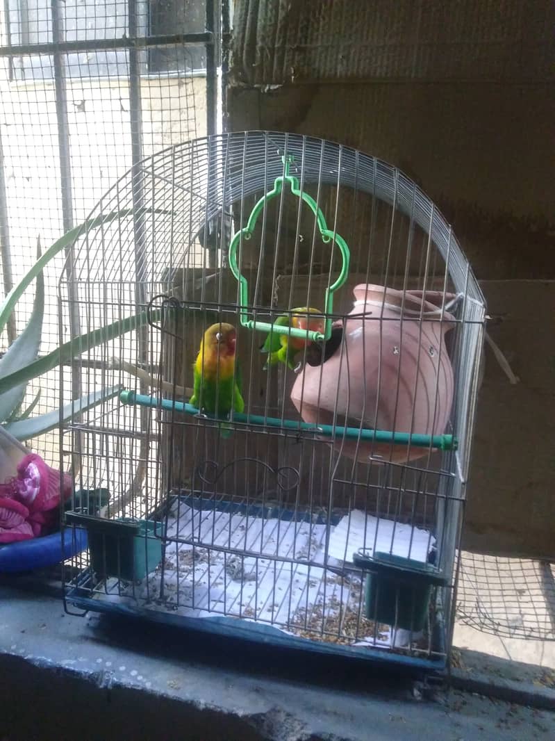 Fisher Love Birds with cage 3