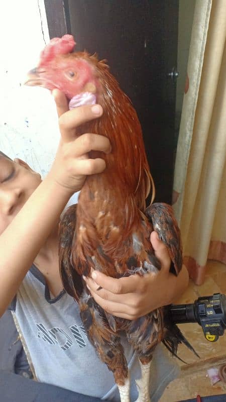 Helthy aseel miawali rooster 2