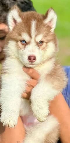 Siberian husky puppie