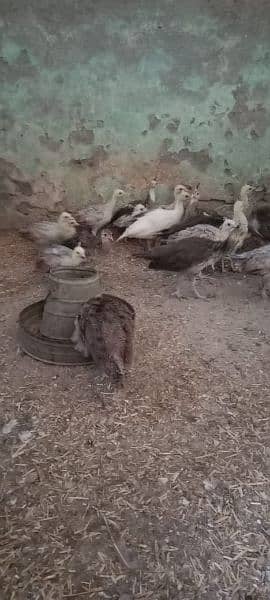 Peacock Chicks  | peacock chicks  Available for Sale | موروں کے بچے 0