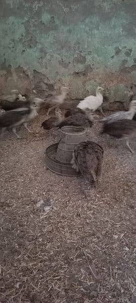 Peacock Chicks  | peacock chicks  Available for Sale | موروں کے بچے 3