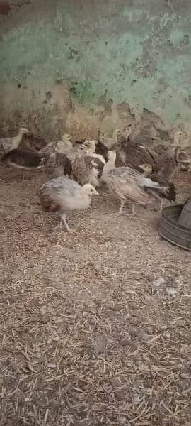 Peacock Chicks  | peacock chicks  Available for Sale | موروں کے بچے 5