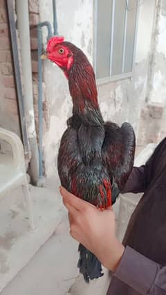 mianwali cross breed full mastal patha