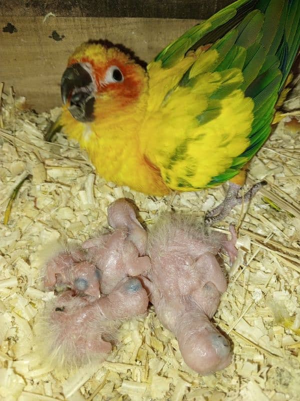 baby sun conure 0