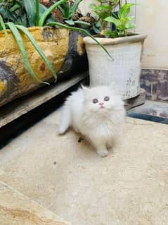 persian kittens