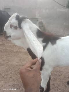 beetal lailpuri cross Bakra for sale