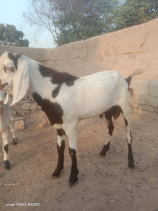 beetal lailpuri cross Bakra for sale 1