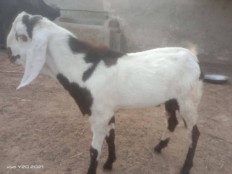 beetal lailpuri cross Bakra for sale 2