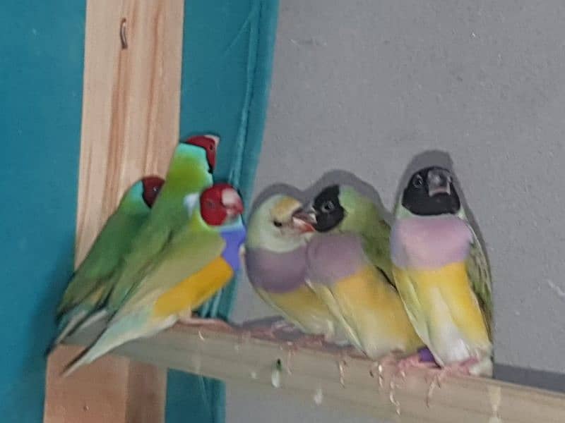 Gouldian Finch Breeder Pathay ( Mostly Females and 2 or 3 males ) 1