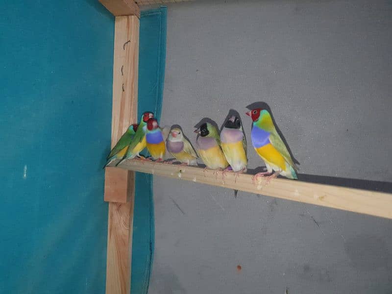 Gouldian Finch Breeder Pathay ( Mostly Females and 2 or 3 males ) 2