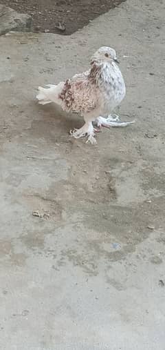 Fancy Pigeon Whatsapp No. 03187768184