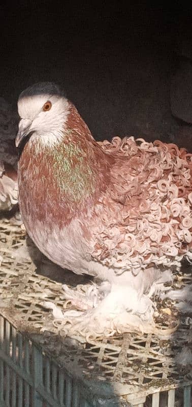 Fancy Pigeon Whatsapp No. 03187768184 3