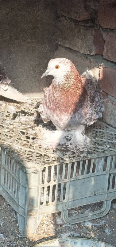 Fancy Pigeon Whatsapp No. 03187768184 4