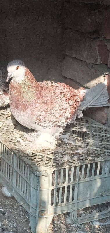 Fancy Pigeon Whatsapp No. 03187768184 8