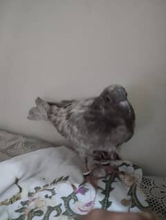 hand tame pigeon ha 1.5month ka ha full hand tame