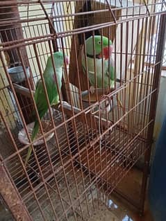 Raw Parrot Breedin Pair