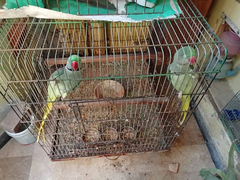 Raw Parrot Breedin Pair 1