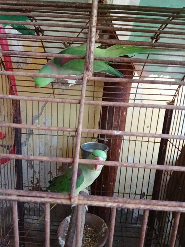 Raw Parrot Breedin Pair 2