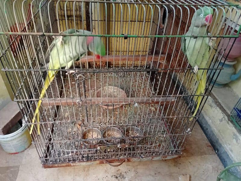 Raw Parrot Breedin Pair 3