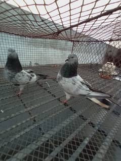 Very beautiful ful High fly pigeons   3 hazar per k hisb say.