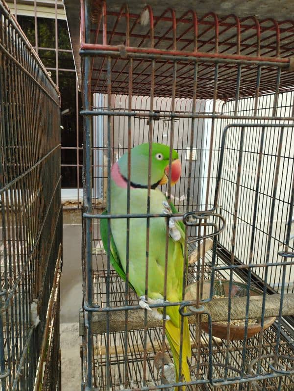 Paharai/Raw Parrot 0