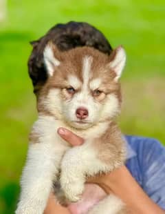 Siberian husky puppie Price 20.500 Final