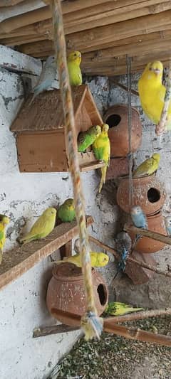 Beautiful budgies for sale in reasonable price