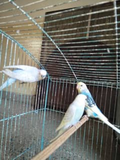 Australian breeder pair with chicks