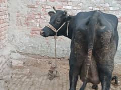 cow or bachrii