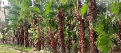 washingtonia