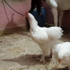 Fancy hen murgha murghi White heavy buff  Pair age approx 6 month 0