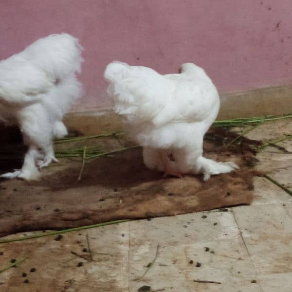 Fancy hen murgha murghi White heavy buff  Pair age approx 6 month 1