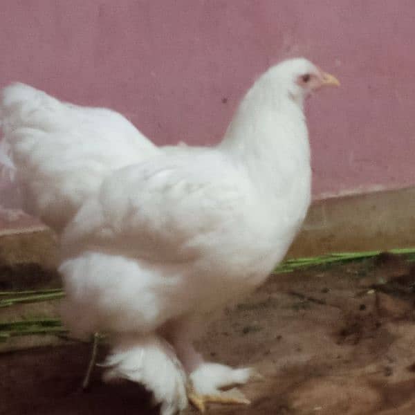 Fancy hen murgha murghi White heavy buff  Pair age approx 6 month 2