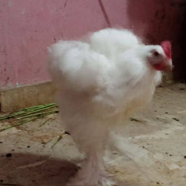 Fancy hen murgha murghi White heavy buff  Pair age approx 6 month 3